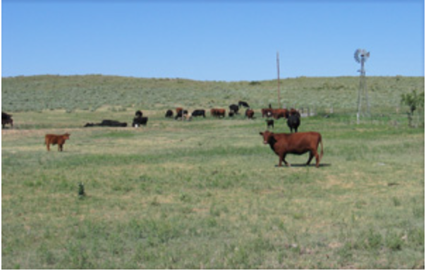 Cattle near a windmill in Hutchinson County